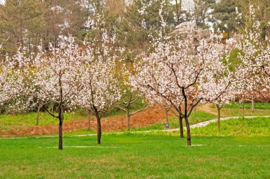 In spring, green grass and blooming cherry blossoms  clipart