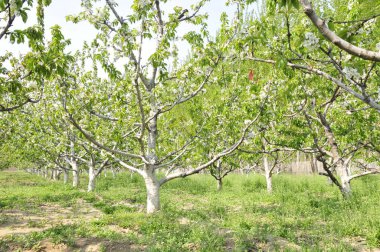 Çiftlikteki yemyeşil kiraz ağaçları 