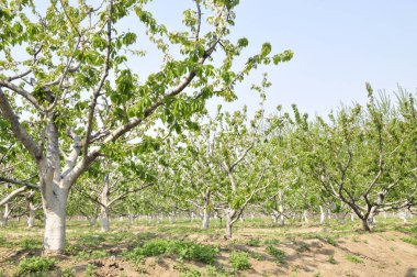 Çiftlikteki yemyeşil kiraz ağaçları 