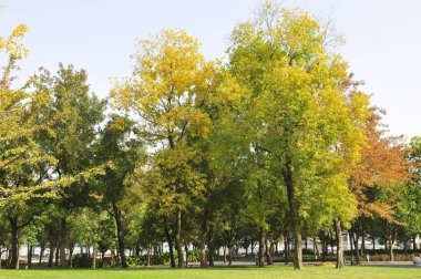 Mature trees in the park and green open space  clipart