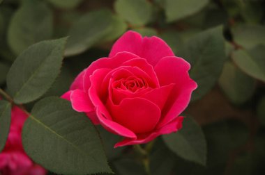 Çiçek açan şakayık çiçekleri. Yakın mesafeden ateş etmek, çok güzel.