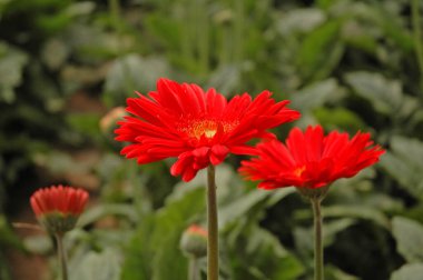 Çiçek açan şakayık çiçekleri. Yakın mesafeden ateş etmek, çok güzel.