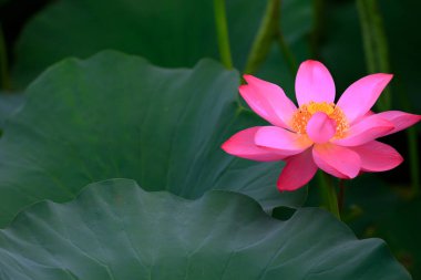 Nilüfer çiçekleri çok güzeldir.