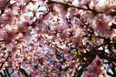 Çiçek açan şeftali çiçekleri çok güzel.