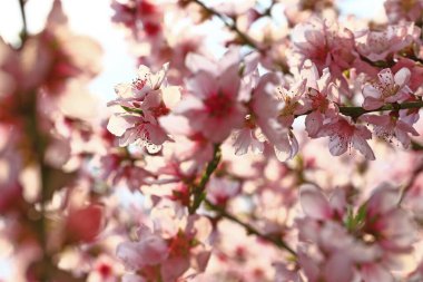 Çiçek açan şeftali çiçekleri çok güzel.