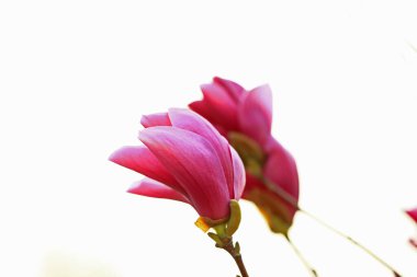 The blooming magnolia flowers are very beautiful clipart