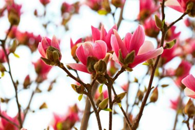 Çiçek açan manolya çiçekleri çok güzeldir.