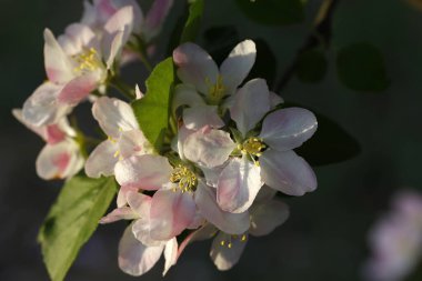 Çin çiçekli yaban elması. 