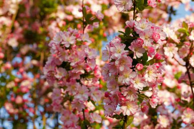 Çin çiçekli yaban elması. 