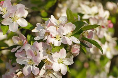 Çin çiçekli yaban elması. 