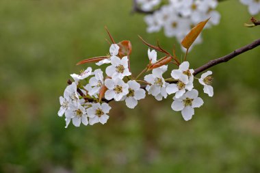 Armut çiçekleri çok güzeldir.