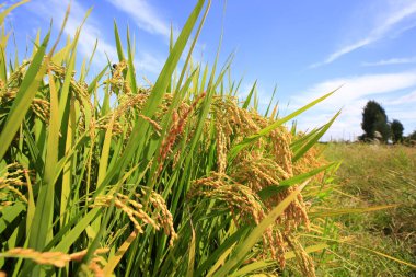 Sonbahar pirinç tarlaları