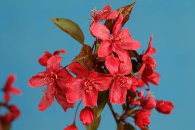 Chinese flowering crab-apple blooming  clipart