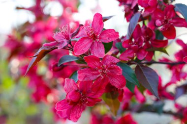 Çin çiçekli yaban elması. 