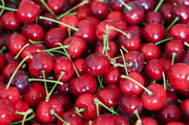 Olgun kirazlar ağaçta asılı.