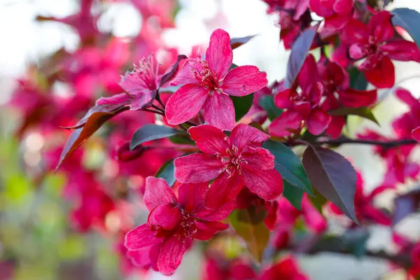 Çin çiçekli yaban elması. 