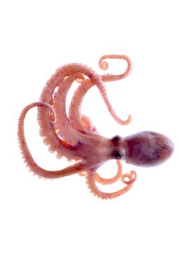 Beyaz arkaplanda ahtapot