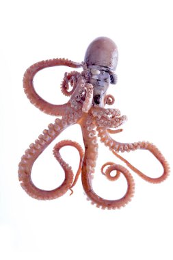 Beyaz arkaplanda ahtapot