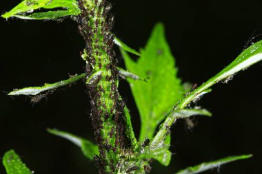 Siyah yaprak bitleri, yakın çekim.