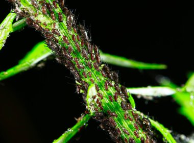 Siyah yaprak bitleri, yakın çekim.