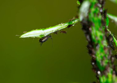 Black aphids, close-up shot clipart