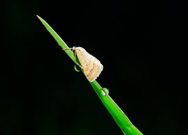 Moth insects, close-up