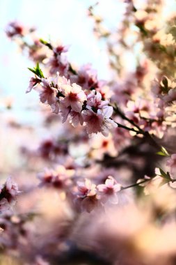 Şeftali çiçeğinin tam çiçeğinde