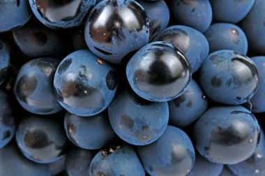 Beyaz arkaplanda üzümler 