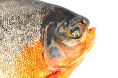 Beyaz arkaplanda beyaz pomfret