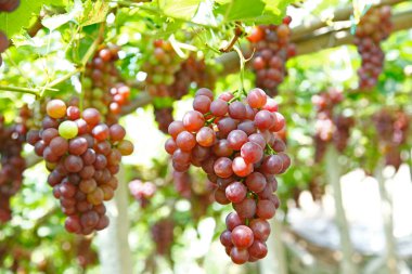 Ağaçta asılı olgun üzümler