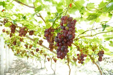 Ağaçta asılı olgun üzümler