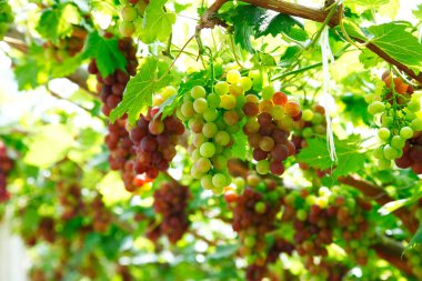 Ağaçta asılı olgun üzümler