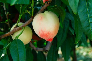 Organik şeftali ağacı dalı