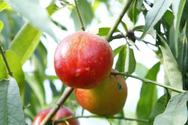 Organik şeftali ağacı dalı