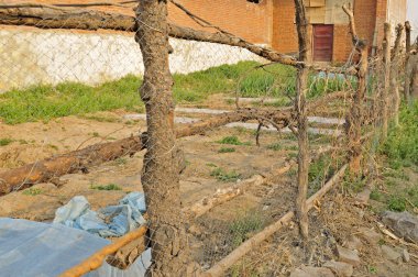 Bahçe çitine yakın plan, bambu. 