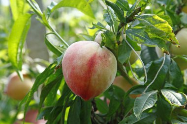 Organik şeftali ağacı dalı