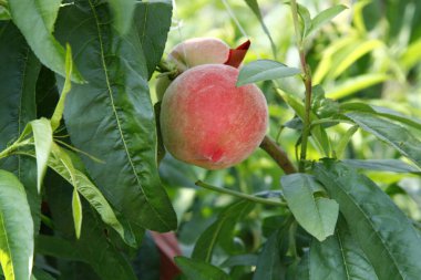 Organik şeftali ağacı dalı