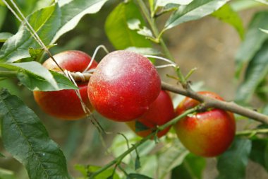 Organik şeftali ağacı dalı