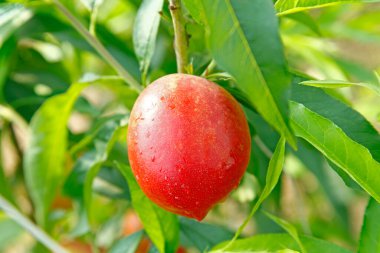 Organik şeftali ağacı dalı