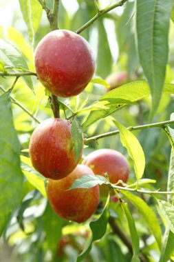 Organik şeftali ağacı dalı