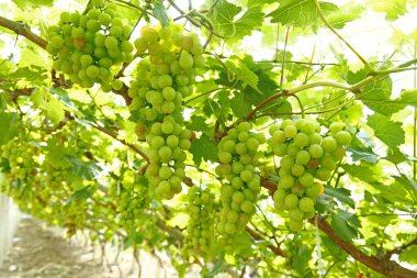 Ağaçta asılı olgun üzümler