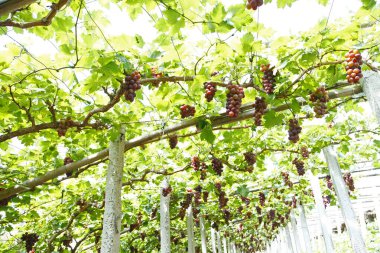 Ağaçta asılı olgun üzümler