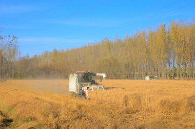 Pirinç tarlası hasatçılarının çalıştığı yer ve bol miktarda hasat.