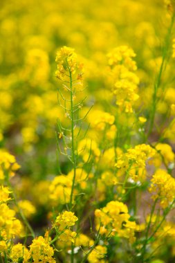 Çiftlikte sarı kolza tohumu çiçekleri açıyor.,