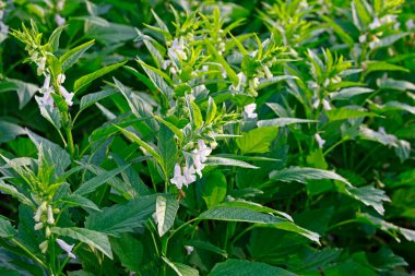 Tarlalarda susam çiçekleri açar.
