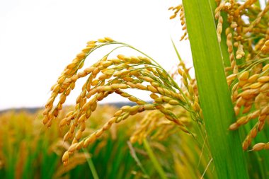 Sonbahar pirinç tarlaları 