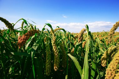 Olgun darı tarlalarda