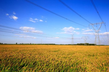 Sonbahar pirinç tarlaları 