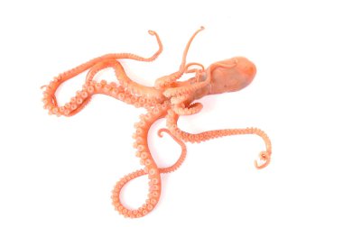 Beyaz arkaplanda ahtapot