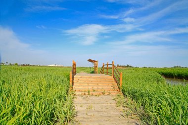 Wetland Park 'taki mavi gökyüzünün altındaki tahta köprü.